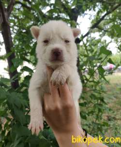 Irk Ve Sağlık Garantili Husky  Yavrular 1