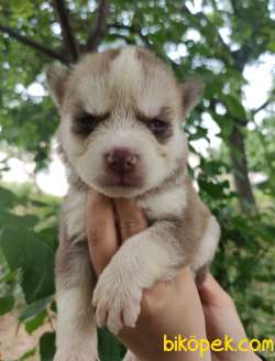 Irk Ve Sağlık Garantili Husky  Yavrular 4