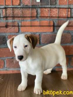 Irk Ve Sağlık Garantili Jack Russel Yavruları 4
