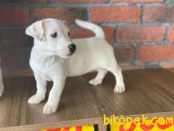 Irk Ve Sağlık Garantili Jack Russel Yavruları 3