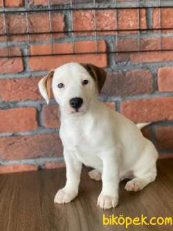 Irk Ve Sağlık Garantili Jack Russel Yavruları 1