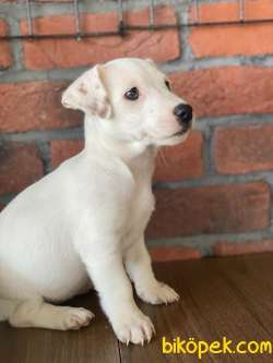 Irk Ve Sağlık Garantili Jack Russel Yavruları 2