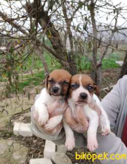 Irk Ve Sağlık Garantili Jack Russell Yavrular 2
