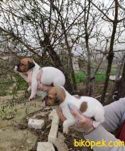 Irk Ve Sağlık Garantili Jack Russell Yavrular 1