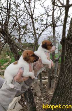 Irk Ve Sağlık Garantili Jack Russell Yavrular 5