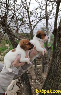 Irk Ve Sağlık Garantili Jack Russell Yavrular 3