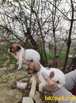Irk Ve Sağlık Garantili Jack Russell Yavrular 2