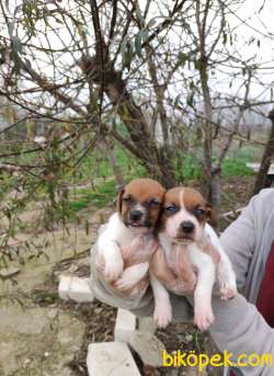 Irk Ve Sağlık Garantili Jack Russell Yavrular 3