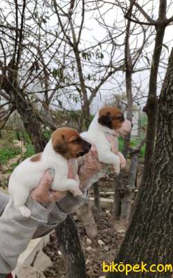 Irk Ve Sağlık Garantili Jack Russell Yavrular 1