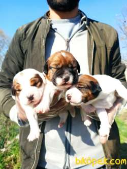 Irk Ve Sağlık Garantili Jack Russell Yavrular 1