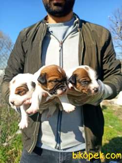 Irk Ve Sağlık Garantili Jack Russell Yavrular 4
