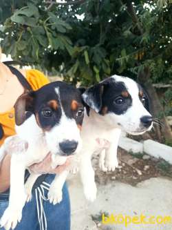 Irk Ve Sağlık Garantili Jack Russell Yavrular 3