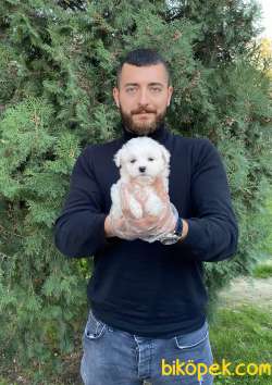 IRK VE SAĞLIK GARANTİLİ KAR BEYAZI MALTESE BEBEKLERİMİZ 1