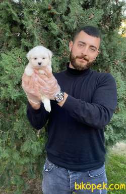 IRK VE SAĞLIK GARANTİLİ KAR BEYAZI MALTESE BEBEKLERİMİZ 3