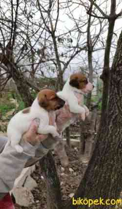 Irk Ve Sağlık Garantili Kısa Bacak Jack Russell Yavrular 1