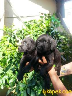 Irk Ve Sağlık Garantili Labrador Yavrular 4