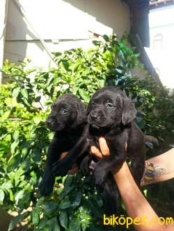 Irk Ve Sağlık Garantili Labrador Yavrular 3
