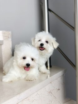 İrk Ve Saglik Garantili Maltese Terrier Yavrularimiz 2