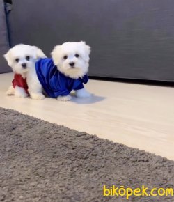 İrk Ve Saglik Garantili Maltese Terrier Yavrularimiz 3