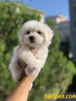Irk Ve Sağlık Garantili Maltese Terrier Yavrularımız 3