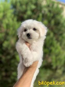 Irk Ve Sağlık Garantili Maltese Terrier Yavrularımız 1