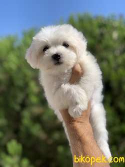 Irk Ve Sağlık Garantili Maltese Terrier Yavrularımız 2