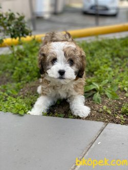 Irk Ve Sağlık Garantili Maltipoo Yavrularimiz 4