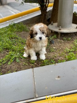 Irk Ve Sağlık Garantili Maltipoo Yavrularimiz 3