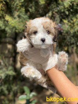Irk Ve Sağlık Garantili Maltipoo Yavrularimiz 5