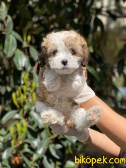 Irk Ve Sağlık Garantili Maltipoo Yavrularimiz 1