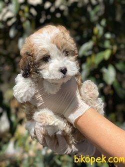 Irk Ve Sağlık Garantili Maltipoo Yavrularimiz 2