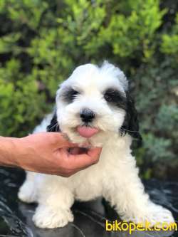 Irk Ve Sağlık Garantili Maltipoo Yavrularımız 4