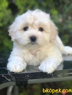 Irk Ve Sağlık Garantili Maltipoo Yavrularımız 1