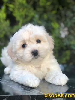 Irk Ve Sağlık Garantili Maltipoo Yavrularımız 2