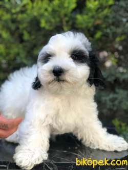 Irk Ve Sağlık Garantili Maltipoo Yavrularımız 3