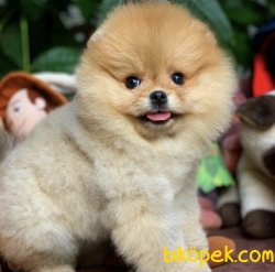 Irk Ve Sağlık Garantili Muhteşem Pomeranian Boo Yavruları 2