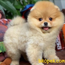 Irk Ve Sağlık Garantili Muhteşem Pomeranian Boo Yavruları 3