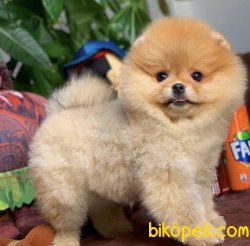 Irk Ve Sağlık Garantili Muhteşem Pomeranian Boo Yavruları 5