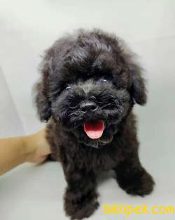 İrk Ve Saglik Garantili Orjinal Black Toy Poodle Yavrularimiz 1