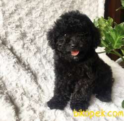 İrk Ve Saglik Garantili Orjinal Black Toy Poodle Yavrularimiz 3