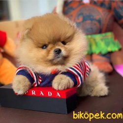 Irk Ve Sağlık Garantili Orjinal Pomeranian Boo 3