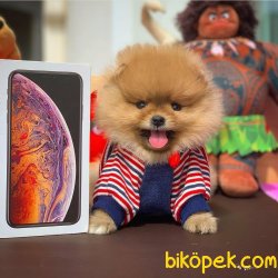 Irk Ve Sağlık Garantili Orjinal Pomeranian Boo 1