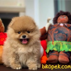 Irk Ve Sağlık Garantili Orjinal Pomeranian Boo 2