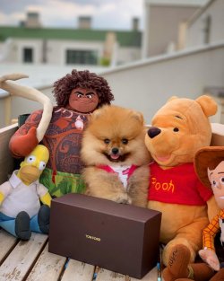 Irk Ve Sağlık Garantili Pomeranian Boo 3
