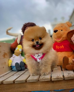 Irk Ve Sağlık Garantili Pomeranian Boo 4