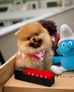Irk Ve Sağlık Garantili Pomeranian Boo 5