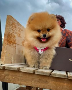 Irk Ve Sağlık Garantili Pomeranian Boo 2