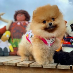 Irk Ve Sağlık Garantili Pomeranian Boo 1