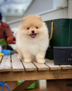 Irk Ve Sağlık Garantili Pomeranian Boo 3