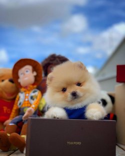 Irk Ve Sağlık Garantili Pomeranian Boo 1